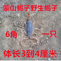 蝎子 活蝎子 蝎子活体