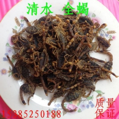全蝎 蝎子 清水 质量保证 500克每袋 有毒
