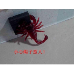 搞怪搞笑仿真玩具 仿真蝎子 逼真小蠍子 恐怖蠍子玩具