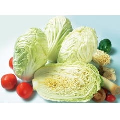 大白菜 新鲜蔬菜 绿色原生态无公害农家自种2500克左右