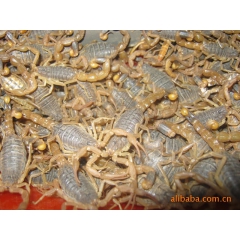 中药材成品 活蝎子 伏牛山中药材泡酒专用