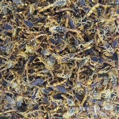 中药材批发盐水清水全蝎全虫优质包邮河北河南山西安徽活蝎子