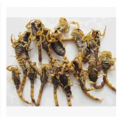 中药材批发 清水全蝎 动物原药材 蝎子 全虫 活血通络 50...