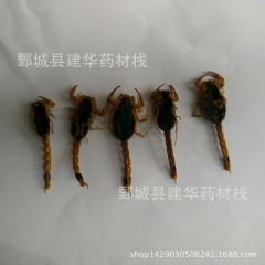 山东清水扁肚无盐全虫 全蝎 蝎子 炕干货 中药材批发