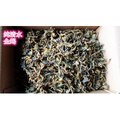 中药材批发清水全蝎  全虫 蝎子