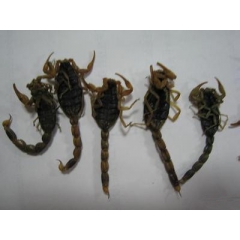 厂家直销 武当山野生清水盐制全虫蝎子 动物原材料 草药批发