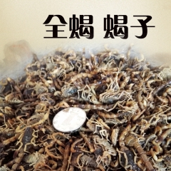 【可开票中药材批发】淡盐水 全虫 全蝎 蝎子 整条