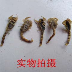 中药材全蝎 钳蝎 蝎子 全虫 清水干货