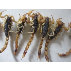 批发中药材 野生  全虫 全蝎 蝎子 清水货 假一赔十 量大...