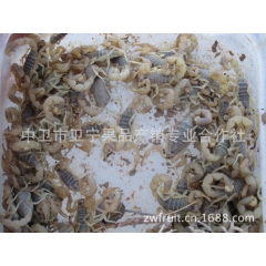 大山野生蝎子 野生蝎子批发 药用蝎子 食用蝎子