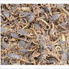 【诚信商家】批发盐水全蝎 蝎子 清水全虫 各种规格 量大优惠
