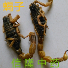 信隆公司供应中药材 清水全蝎 蝎子