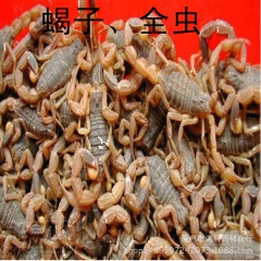 中药材批发 清水全蝎  蝎子 全虫 活血通络大蝎子干