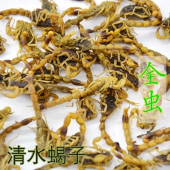 批发蝎子干 全虫 蝎子 蝎子烘干全虫量大从优