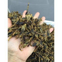 批发优质中药材全蝎 清水全虫 蝎子 纯干空肚子 药食两用