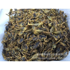晨升药业批发供应中药全蝎 盐水煮全虫 无盐 优质蝎子