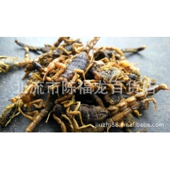全蝎 蝎子 药用 清水加工 货量大 品质好