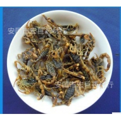 供应优质全蝎 蝎子 野生全虫