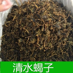 批发各种中药材全蝎子 药用全虫 供应各种规格 品种保证量大从...