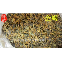 批发中药材 全虫 全蝎  蝎子   产地直销 大货供应