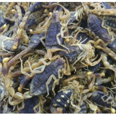 x6中药证件齐全优质全蝎 蝎子 野生全虫 少盐蝎子 药食两用...