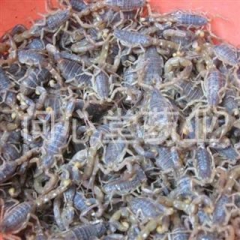 问心堂药业供应中药材蝎子 清水全虫