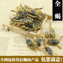 供应中药材 全蝎 蝎子 全虫 全干纯清水全蝎 各种规格