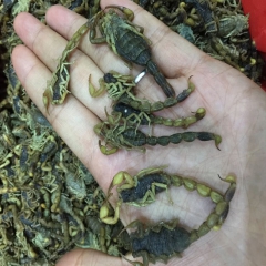 批发蝎子干 动物原药材全虫 蝎子 中等货蝎子干 盐水全蝎