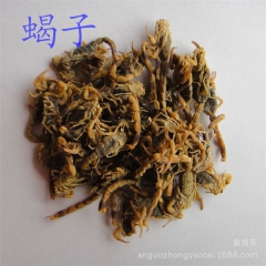 供应清水全虫 全蝎 蝎子 动物类中药材