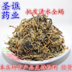 批发中药材清水全蝎 全虫 蝎子  全蝎  量大从优