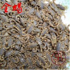 厂家源头供应 正品清水全蝎 全虫 蝎子 全蝎粉 质量保证包含...