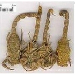优质全虫 盐水全蝎 蝎子 全虫质量保证