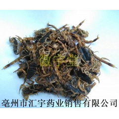 批发动物原药材蝎子 清水全蝎全虫 各种规格 药食两用