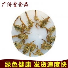 批量供应 动物原药材全虫优质蝎子 药食两用野生蝎子