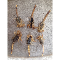 蝎子  全蝎   中药材批发 优质烘干全虫   活血通络 价...