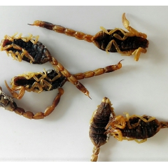 中药新货上市优质全蝎 蝎子 野生全虫 少盐蝎子 药食两用特别...