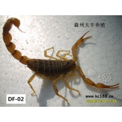 本场专业养殖蝎子 又称 东亚钳蝎 常年供 活蝎子 冻品 种蝎