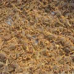 大量批发专业供应推荐活蝎子 冻蝎子 种蝎子（东亚钳蝎)