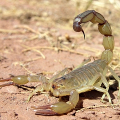 中药蝎子 蝎子 全虫 全蝎 蝎子批发