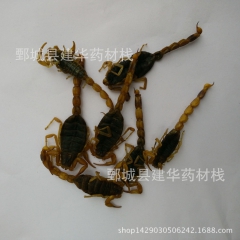 优质盐水 全蝎 全虫 蝎子 中药材批发