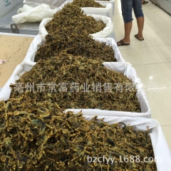 实力商家主推 清水全蝎 全虫 蝎子  正品保障