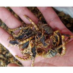 批发优质亳州中药材全虫 清水全蝎 食用蝎子 药食两用 活血通...