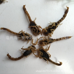 中药材批发 沂蒙全蝎 高品质 山东蝎子 全虫