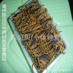 中药材批发 清水全蝎 动物原药材 蝎子 全虫  支持药检