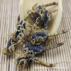 中药材批发优质全蝎  野生全虫 净水蝎子  活血通络