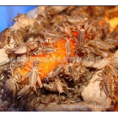 活体蟋蟀 蛐蛐 蝈蝈 活体 1.6～2厘米米 亚成600只起...