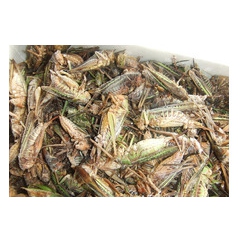 厂家供应蝈蝈  传统滋补品批发销售 中药材供应