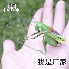 高仿真昆虫 蝈蝈