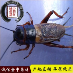 c319 厂家供应蝈蝈 传统滋补品批发销售 中药材供应