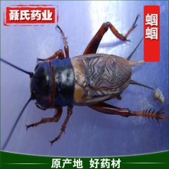 n103供应蝈蝈 传统滋补品批发销售 中药材供应